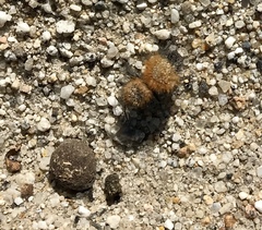 Dasymutilla arenivaga