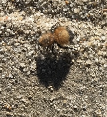 Dasymutilla arenivaga