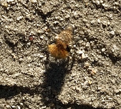 Dasymutilla arenivaga