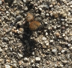 Dasymutilla arenivaga