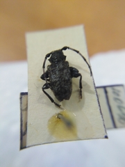 Aegomorphus clavipes