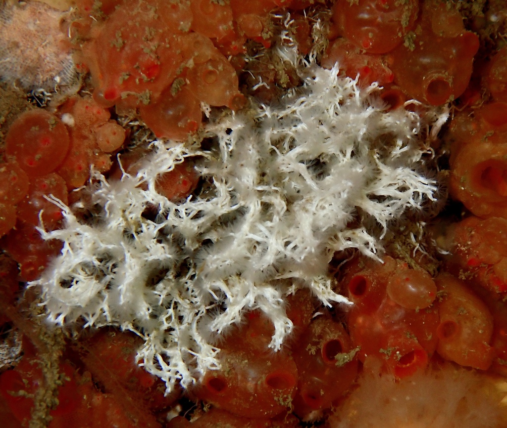 Coral Worm