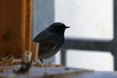 Phoenicurus ochruros