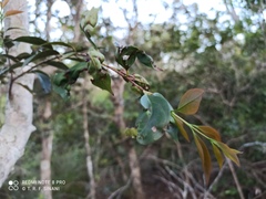 Garcinia brasiliensis, photograph (c) Thomaz Ricardo Favreto Sinani, some rights reserved (CC BY)