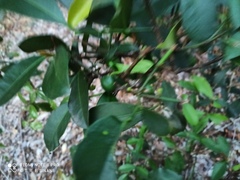 Garcinia brasiliensis, photograph (c) Thomaz Ricardo Favreto Sinani, some rights reserved (CC BY)