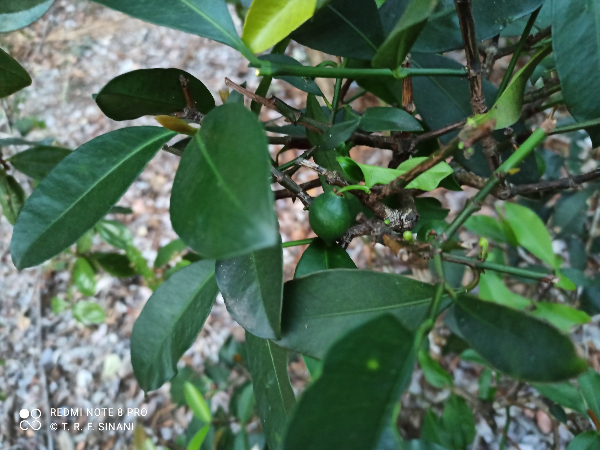 Garcinia Brasiliensis (Garcinia brasiliensis)