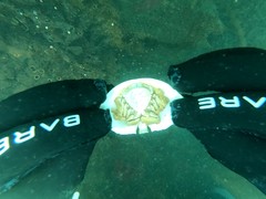 Cryptolithodes sitchensis