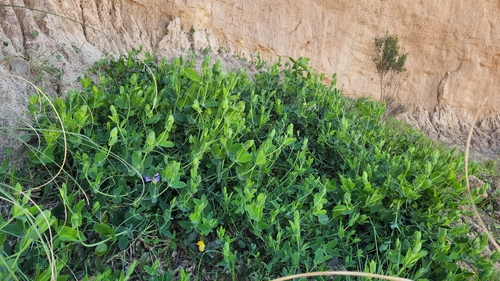 Image of Lathyrus nervosus by no rights reserved