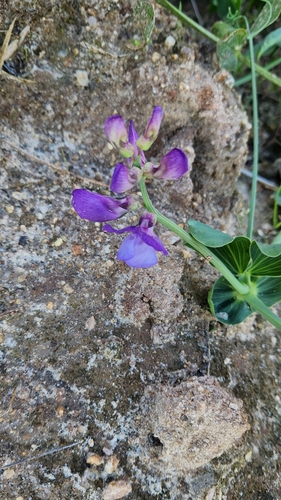 Image of Lathyrus nervosus by no rights reserved