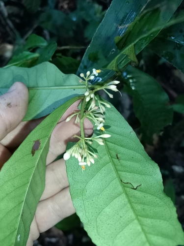 Ardisia guianensis, photograph 2
