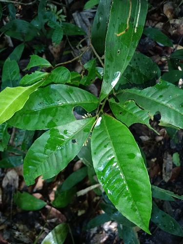 Ardisia guianensis, photograph 3