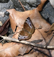 Euthalia monina monina