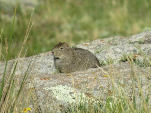 Lowland Yellow-toothed Cavy