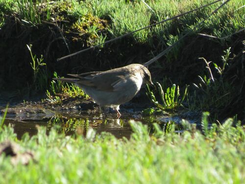 Cordoba Cinclodes (Cinclodes comechingonus), photo 4