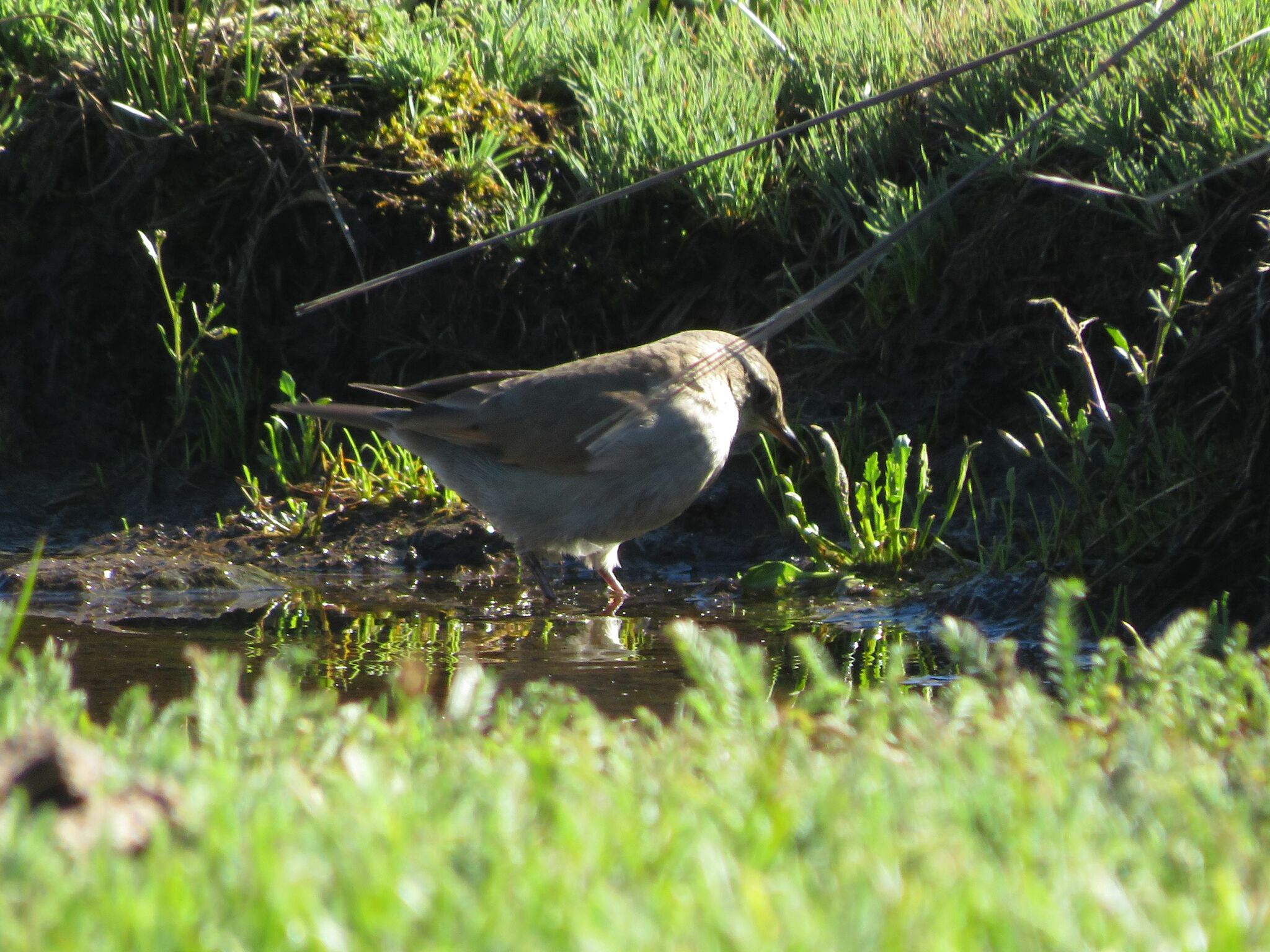 Cordoba Cinclodes (Cinclodes comechingonus), photo 7