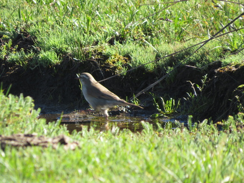 Cordoba Cinclodes (Cinclodes comechingonus), photo 5