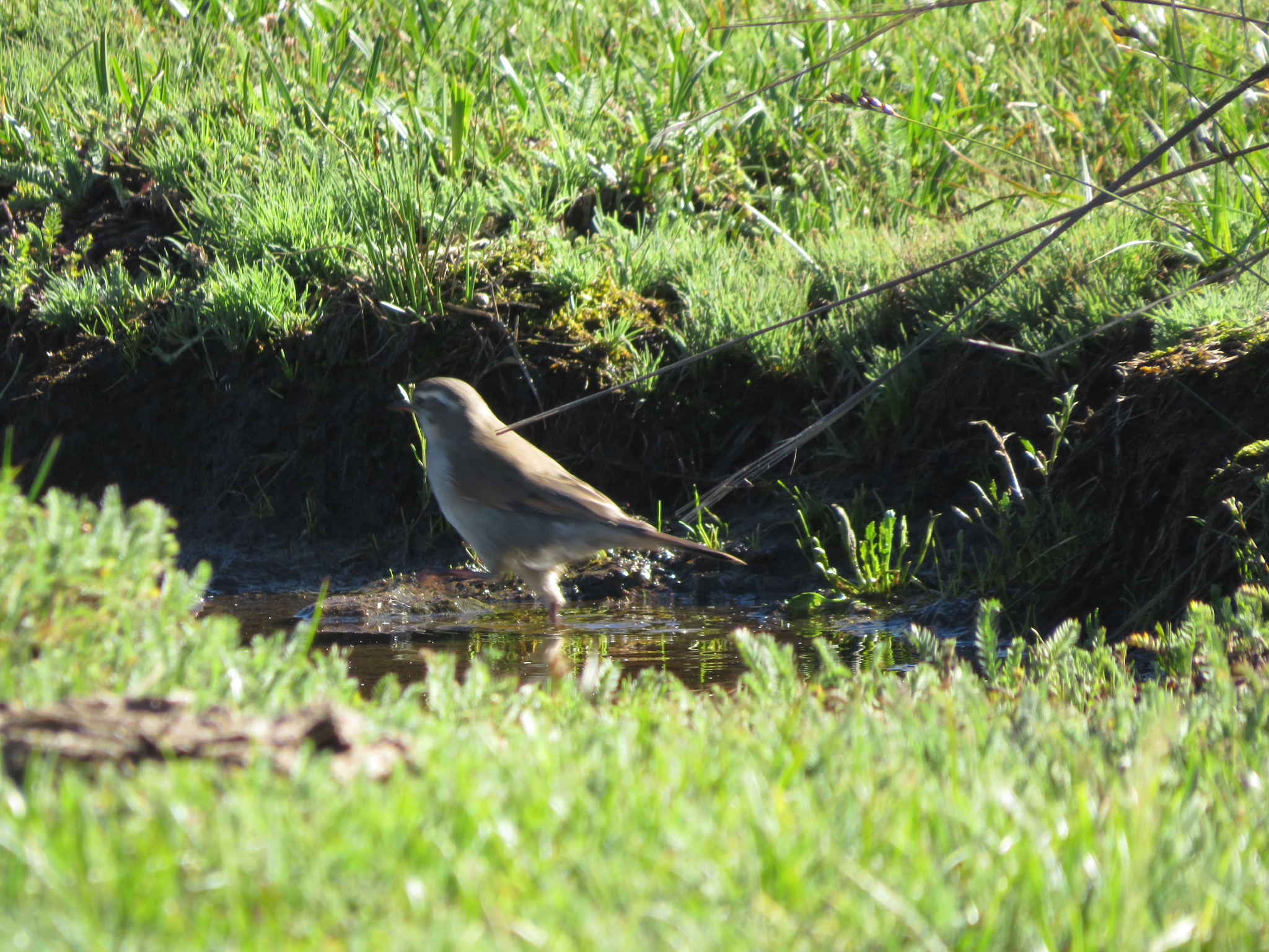 Cordoba Cinclodes (Cinclodes comechingonus), photo 8