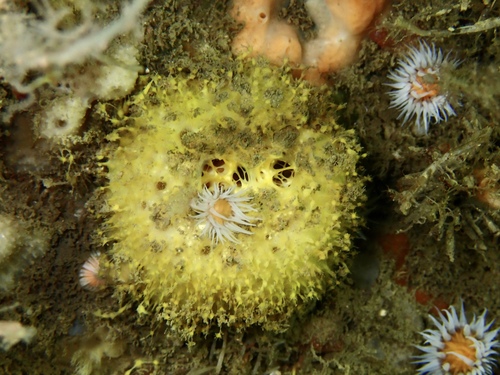 sea lemon