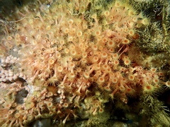 Parazoanthus axinellae image