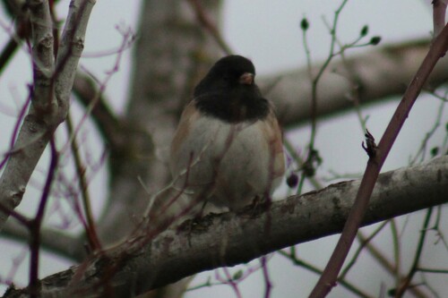 Dark-eyed Junco photographed in Idaho