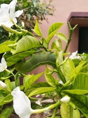 Daphnis nerii
