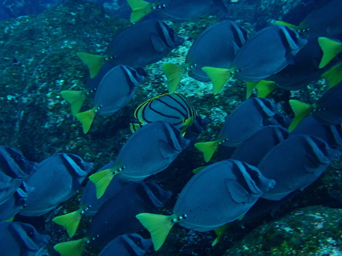 Meyers koraalvlinder (Chaetodon meyeri) — Chaetodontidae — 5