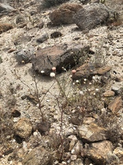 Chaenactis carphoclinia