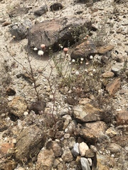 Chaenactis carphoclinia