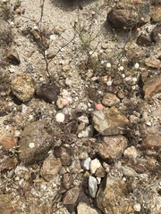 Chaenactis carphoclinia