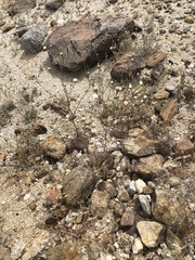 Chaenactis carphoclinia