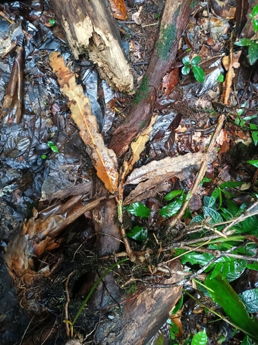 Foto de Pitainha de forquilha