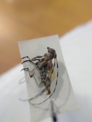 Acanthocinus griseus