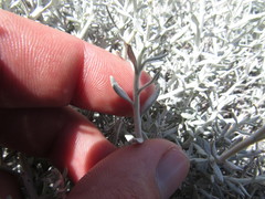 Eriogonum wrightii nodosum