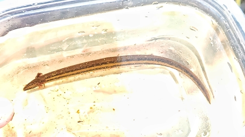 Mud Siren, Pseudobranchus striatus