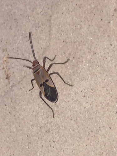 Dysdercus superstitiosus