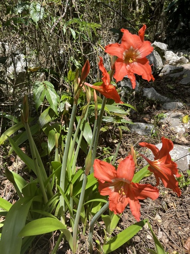 Foto de Açucena