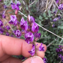 Astragalus desperatus