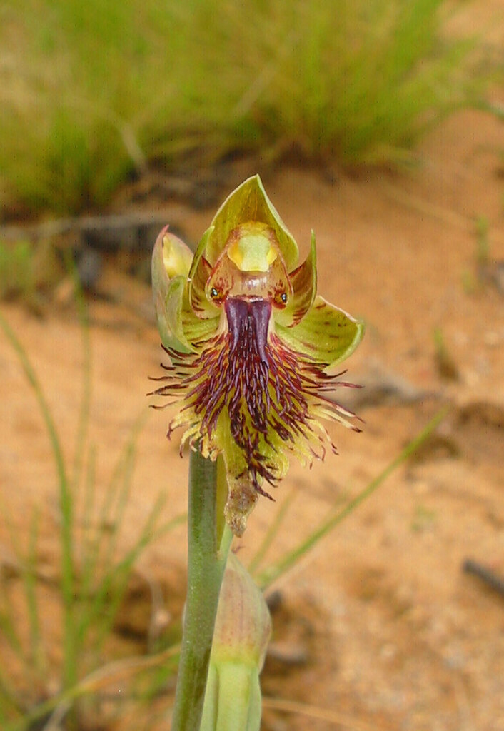 Calochilus montanus