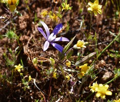 Brodiaea nana