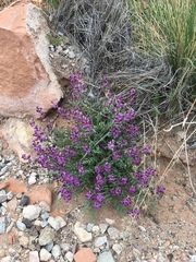 Astragalus desperatus