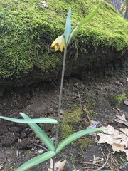 Fritillaria micrantha