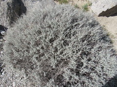 Eriogonum wrightii nodosum