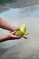 Pyxicephalus adspersus