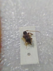 Exocentrus lusitanus