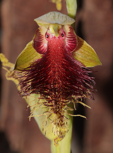 Pretty Beard Orchid (Calochilus pulchellus)