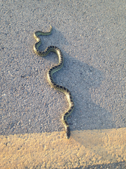 Lampropeltis splendida