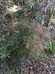 Coprosma rhamnoides