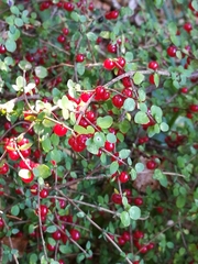 Coprosma rhamnoides