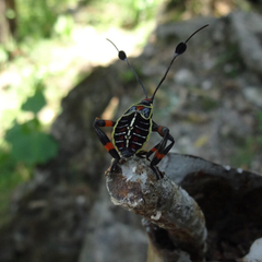 Pachylis acutangulus