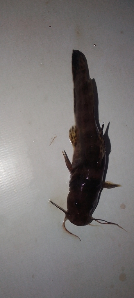 Balay's catfish (Parauchenoglanis balayi) — Claroteidae